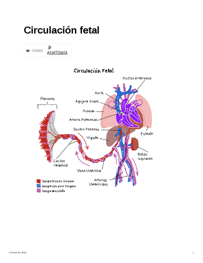 Miniatura del documento Circulacion-fetal.pdf