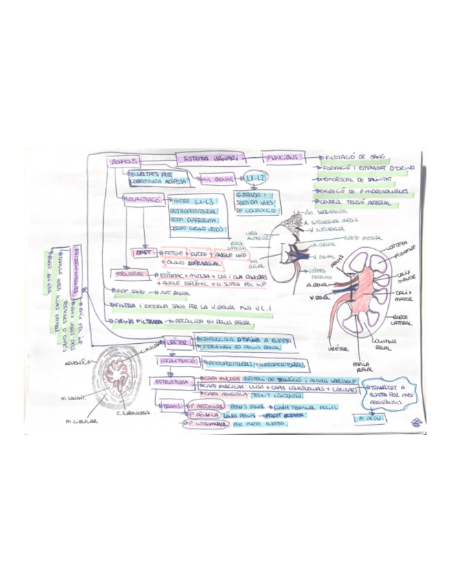 Miniatura del documento UROGENITAL.pdf