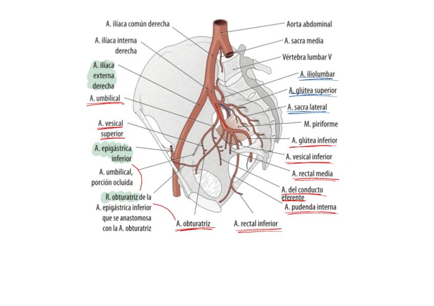 Miniatura del documento Vascularitzacio-I-Innervacio-Bolc-4.pdf