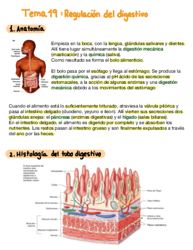 Miniatura del documento Tema-19-Regulacion-Del-Digestivo.pdf