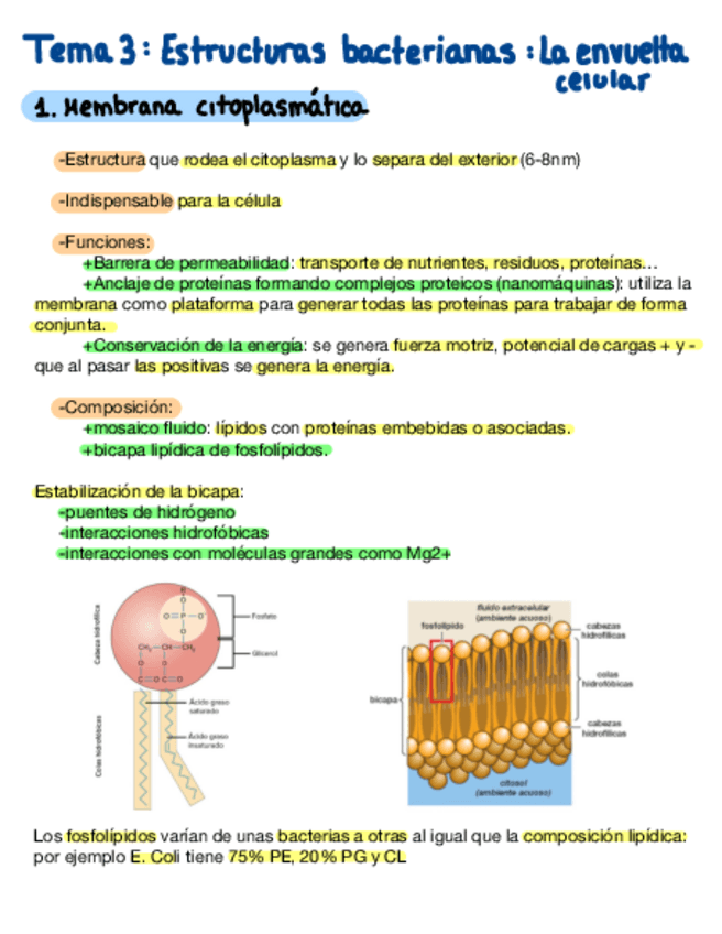 Miniatura del documento Tema-3-Estructuras-Bacterianas-La-Envuelta-Celular.pdf