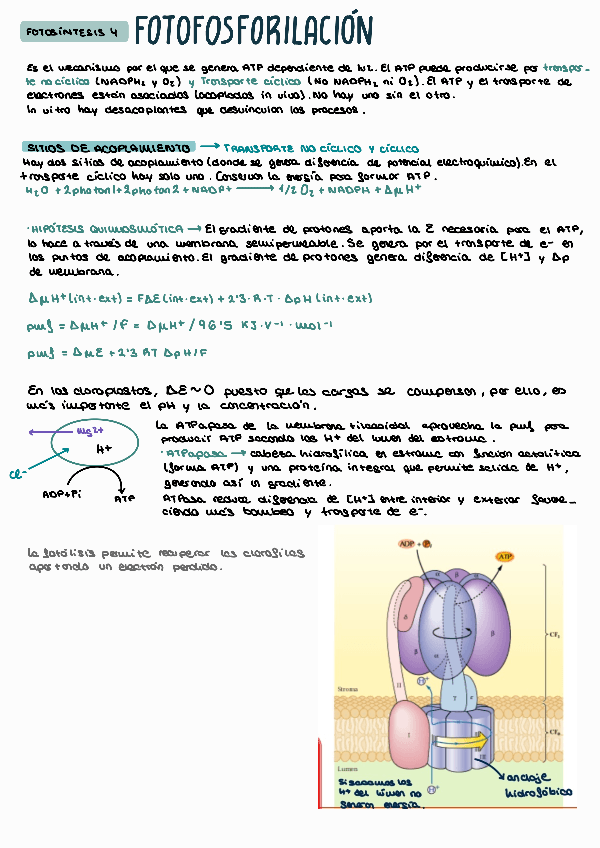 Miniatura del documento FOTOSINTESIS-4-FEV.pdf