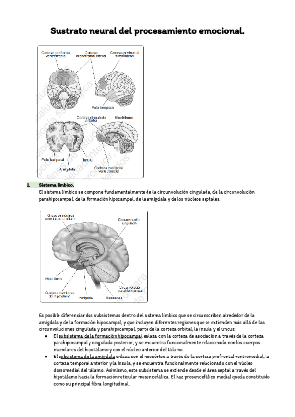 Miniatura del documento Tema-21-Sustrato-neural-del-procesamiento-emocional.pdf