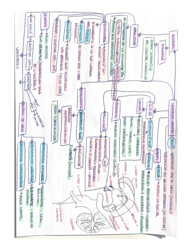 Miniatura del documento S.NERVIOS.pdf