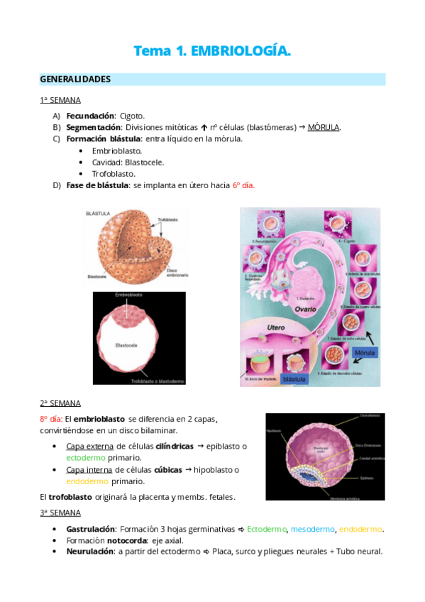 Miniatura del documento 1-EMBRIOLOGIA.pdf
