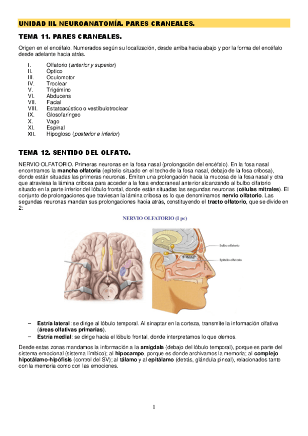 Miniatura del documento anatomia-II-luisa-2o-parcial.pdf