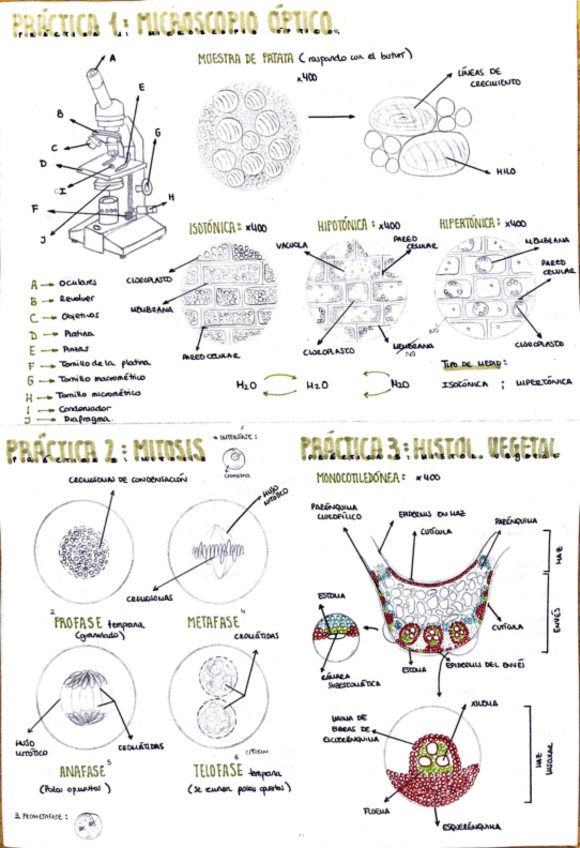 Miniatura del documento Apuntes-Practicas-para-el-examen-1-6.pdf