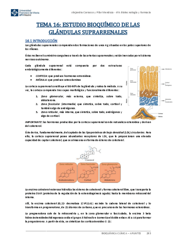 Miniatura del documento Apuntes-BIOQUIMICA-CLINICA-Tema-16.pdf