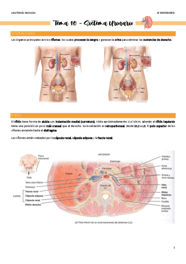 Miniatura del documento Tema-10-Sistema-Urinario.pdf