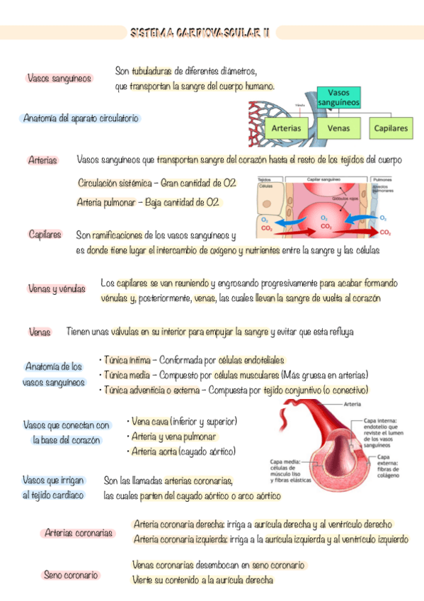 Miniatura del documento 1AUX.-Sistema-cardiovascular-II-Tema-4.pdf