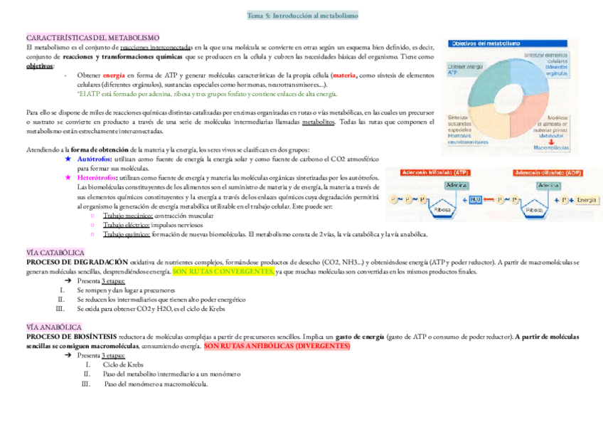 Miniatura del documento T5.-Introduccion-al-metabolismo.pdf