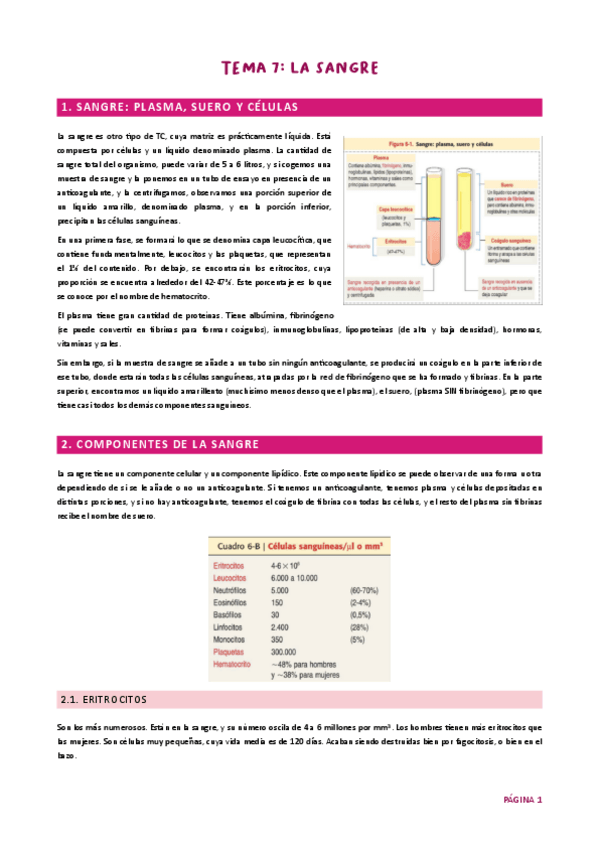 Miniatura del documento Tema 7. La sangre HH UJA.pdf