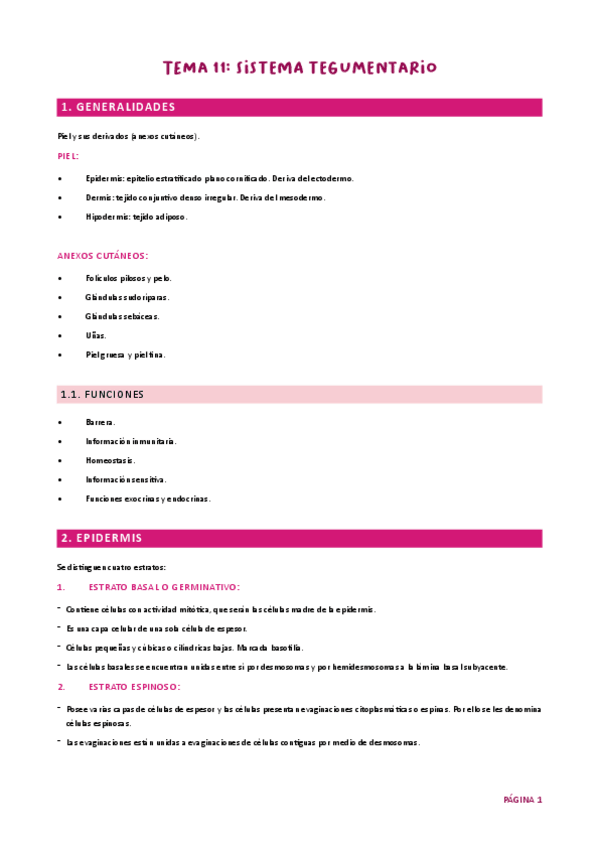 Miniatura del documento Tema 11. Tegumentario HH UJA.pdf