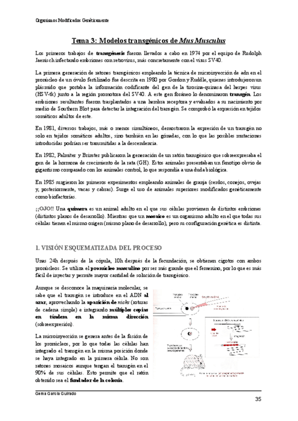 Miniatura del documento TEMA-3-MODELOS-TRANSGENICOS-ORGANISMOS-MODIFICADOS-GENETICAMENTE.pdf