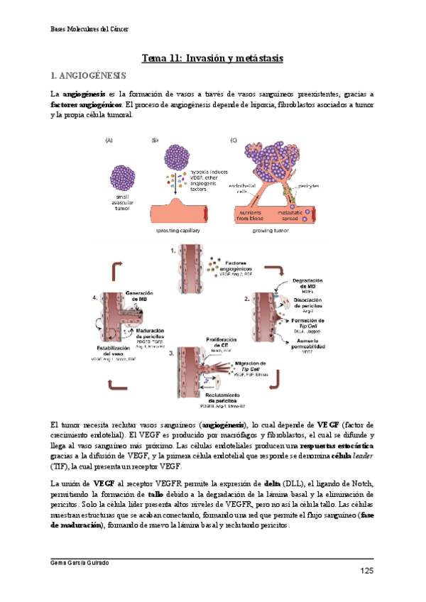 Miniatura del documento TEMA-11-INVASION-Y-METASTASIS-BASES-MOLECULARES-DEL-CANCER.pdf
