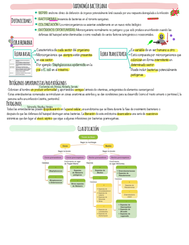 Miniatura del documento Resumenes-taxonomia-bacteriana.pdf