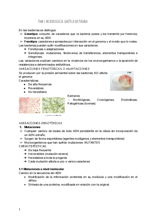 Miniatura del documento TEMA-6-MICROBIOLOGIA.pdf