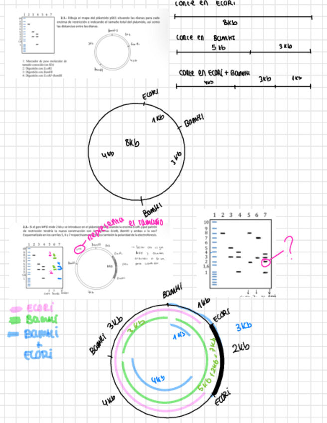 Miniatura del documento Ejercicios-genetica.pdf