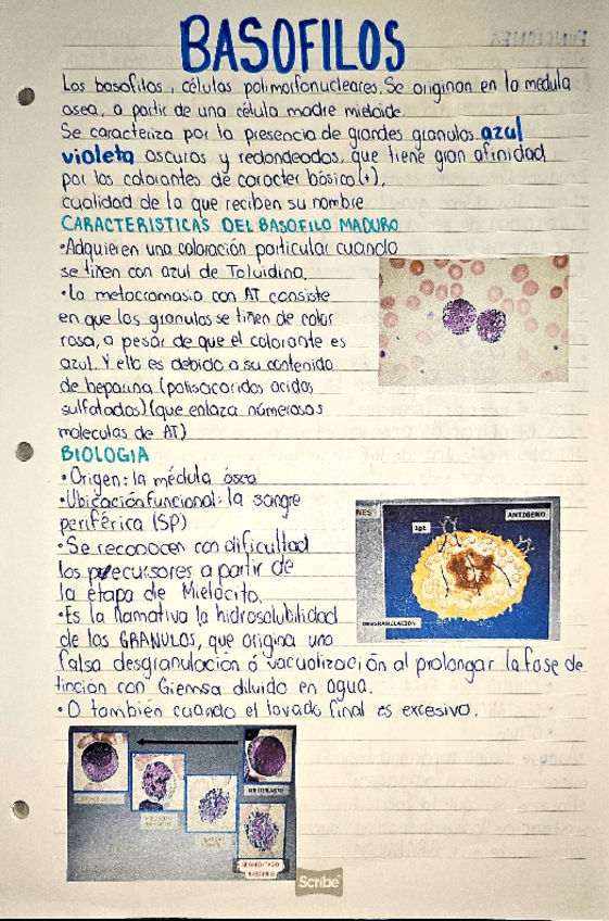 Miniatura del documento BASOFILOS.pdf