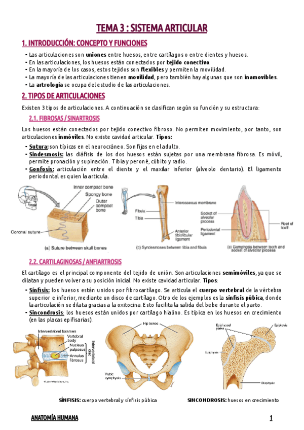 Miniatura del documento TEMA-3--SISTEMA-ARTICULAR.pdf