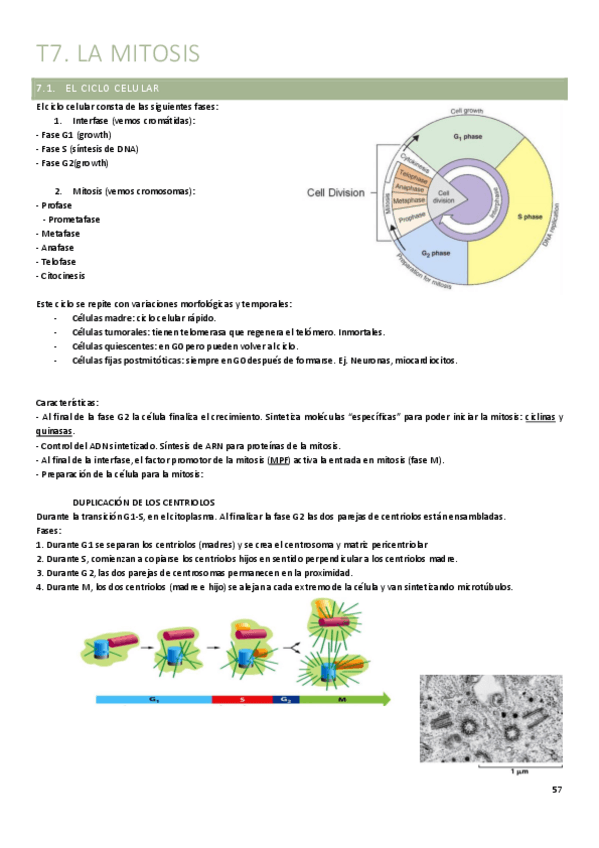 Miniatura del documento T7.-Mitosis.pdf