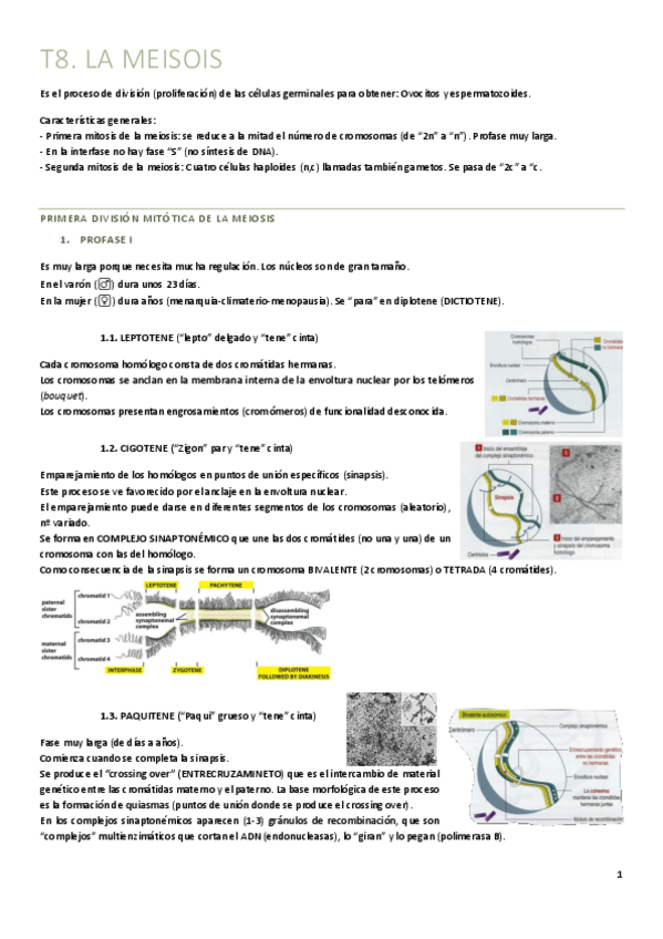 Miniatura del documento T8.-Meiosis.pdf