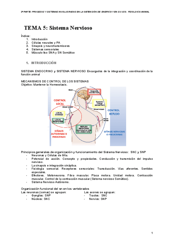 Miniatura del documento FA-TEMA-5-SISTEMA-NERVIOSO.pdf
