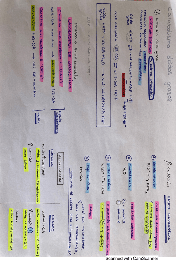 Miniatura del documento esquemas-metabolismo-lipidos.pdf