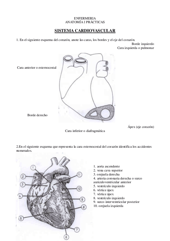Miniatura del documento P3-APARATO-CARDIOVASCULAR.pdf