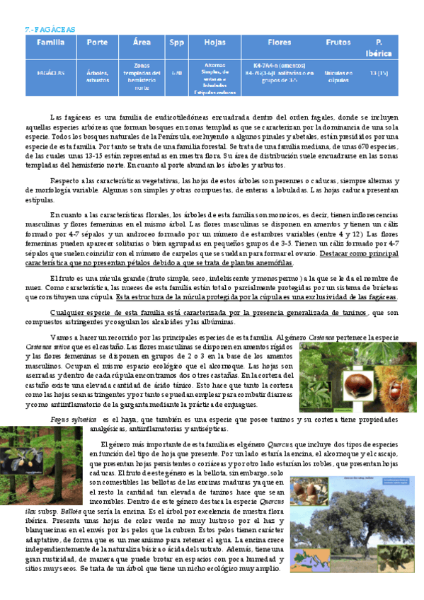 Miniatura del documento fagáceas.pdf