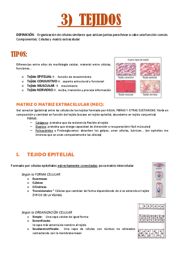 Miniatura del documento anatomia-T3.tejidos.pdf