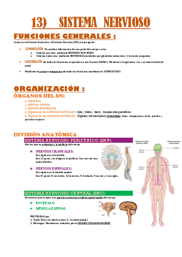 Miniatura del documento anatomia-T13.sistema-nervioso.pdf