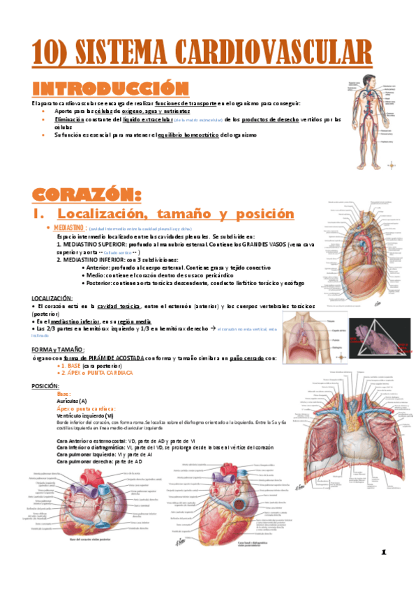 Miniatura del documento anatomia-T10.sistema-cardiovascular.pdf