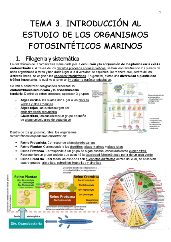 Miniatura del documento Tema-3.-Introduccion-al-estudio-de-los-organismos-fotosinteticos-marinos.pdf