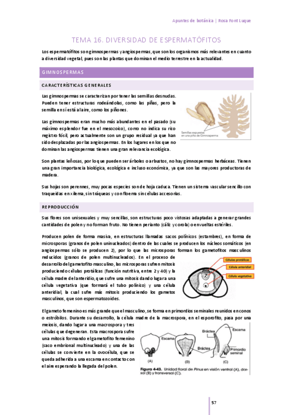 Miniatura del documento Tema-16-diversidad de espermatófitos.pdf