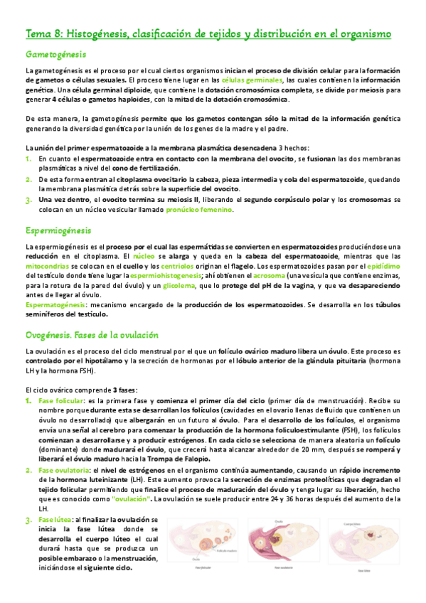 Miniatura del documento Tema-8.-HistogenesisJ-clasificacion-de-los-tejidos-y-distribucion-en-el-cuerpo-humano.pdf