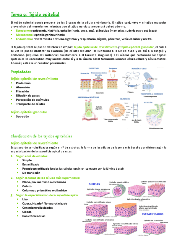 Miniatura del documento Tema-9.-Tejido-epitelial.pdf