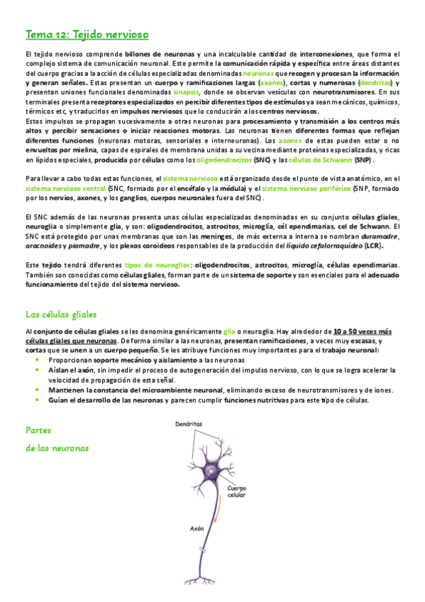 Miniatura del documento Tema-12.-Tejido-nervioso.pdf