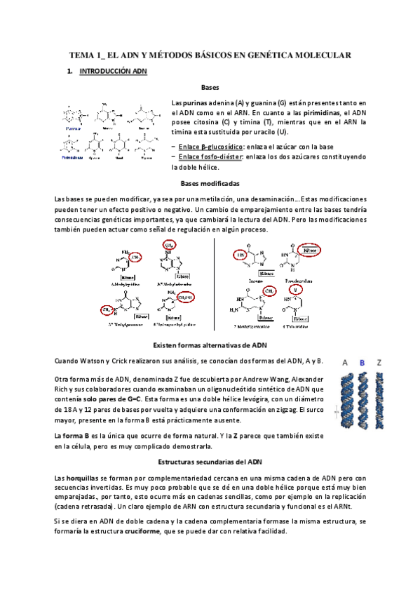 Miniatura del documento TEMA-1-EL-ADN-Y-METODOS-BASICOS-EN-GENETICA-MOLECULAR.pdf