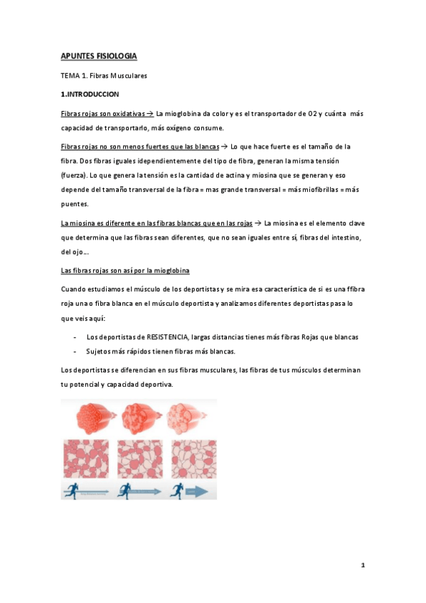 Miniatura del documento APUNTES-FISIOLOGIA-2023.pdf