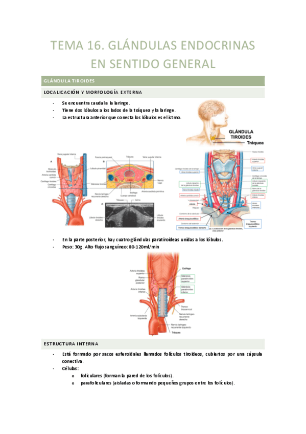 Miniatura del documento TEMA-16.-Glandulas-endocrinas-en-sentido-general.pdf