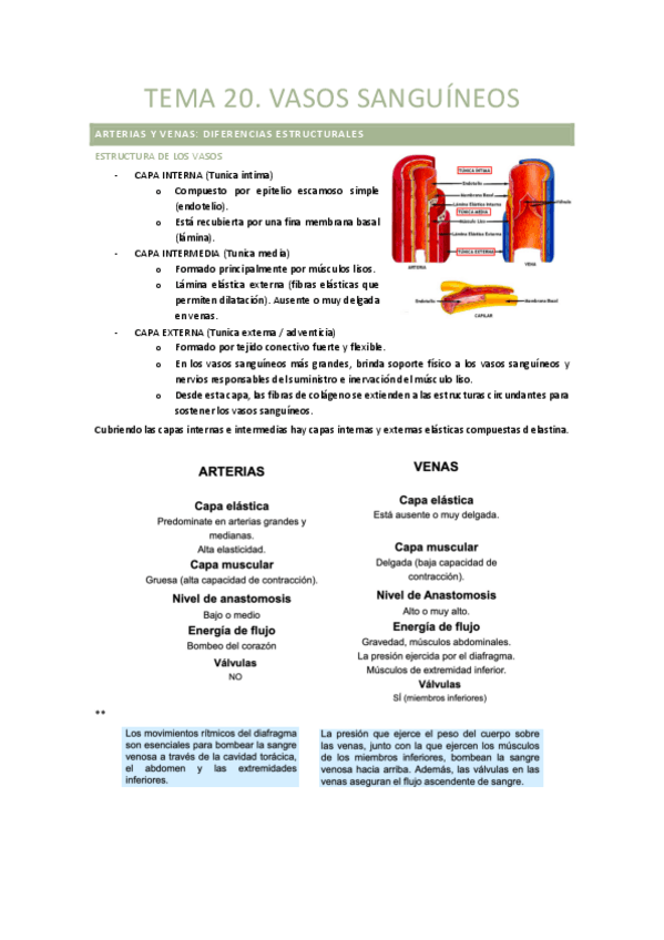Miniatura del documento TEMA-20.-Vasos-sanguineos.pdf