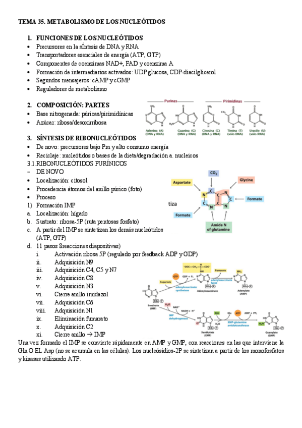 Miniatura del documento Tema-35.-Metabolismo-de-nucleotidos.pdf