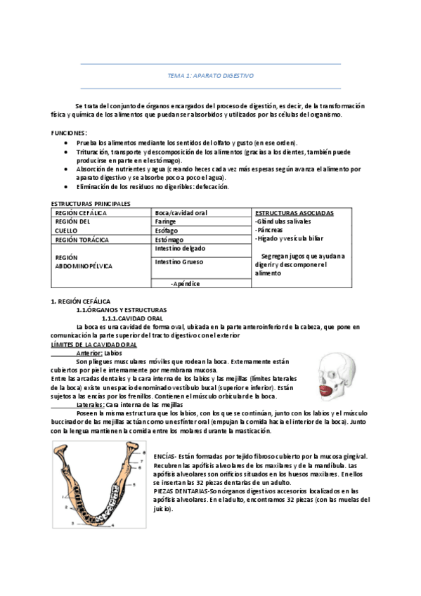 Miniatura del documento ANATOMIA-TODO.pdf