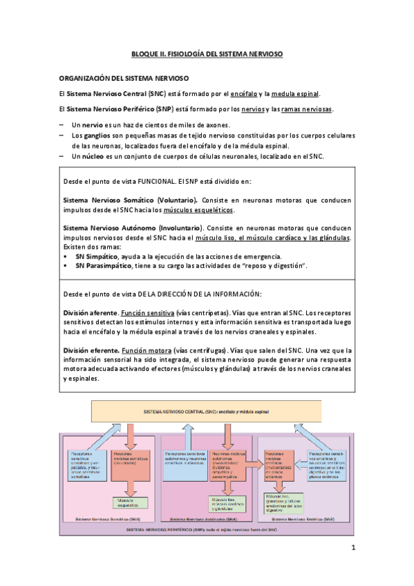 Miniatura del documento BLOQUE-II.-FISIOLOGIA-DEL-SISTEMA-NERVIOSO.pdf