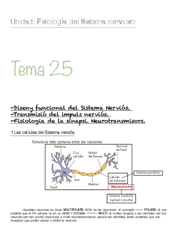 Miniatura del documento TEMA-25-FISIO-SIS.NERVIÓS (OMAR C.).pdf