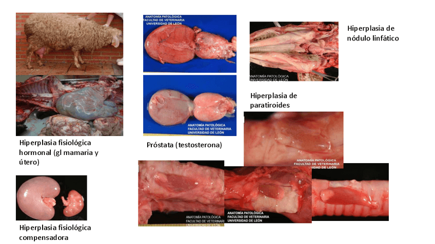 Miniatura del documento Practico-APG.pdf