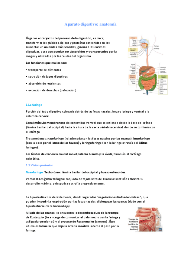 Miniatura del documento Aparato-digestivo.pdf