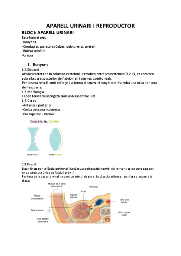 Miniatura del documento ANATOMIA-2QUATRI.pdf
