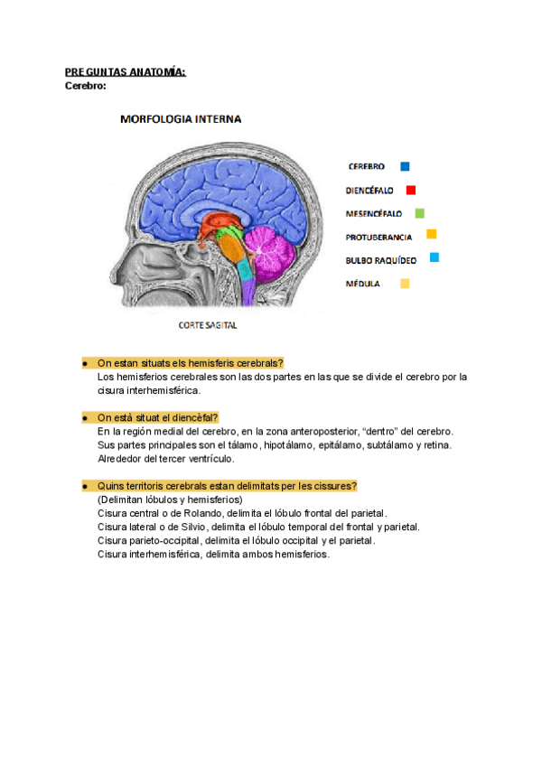 Miniatura del documento Preguntas-ANATO-REPASO-EXAMEN-FINAL.pdf